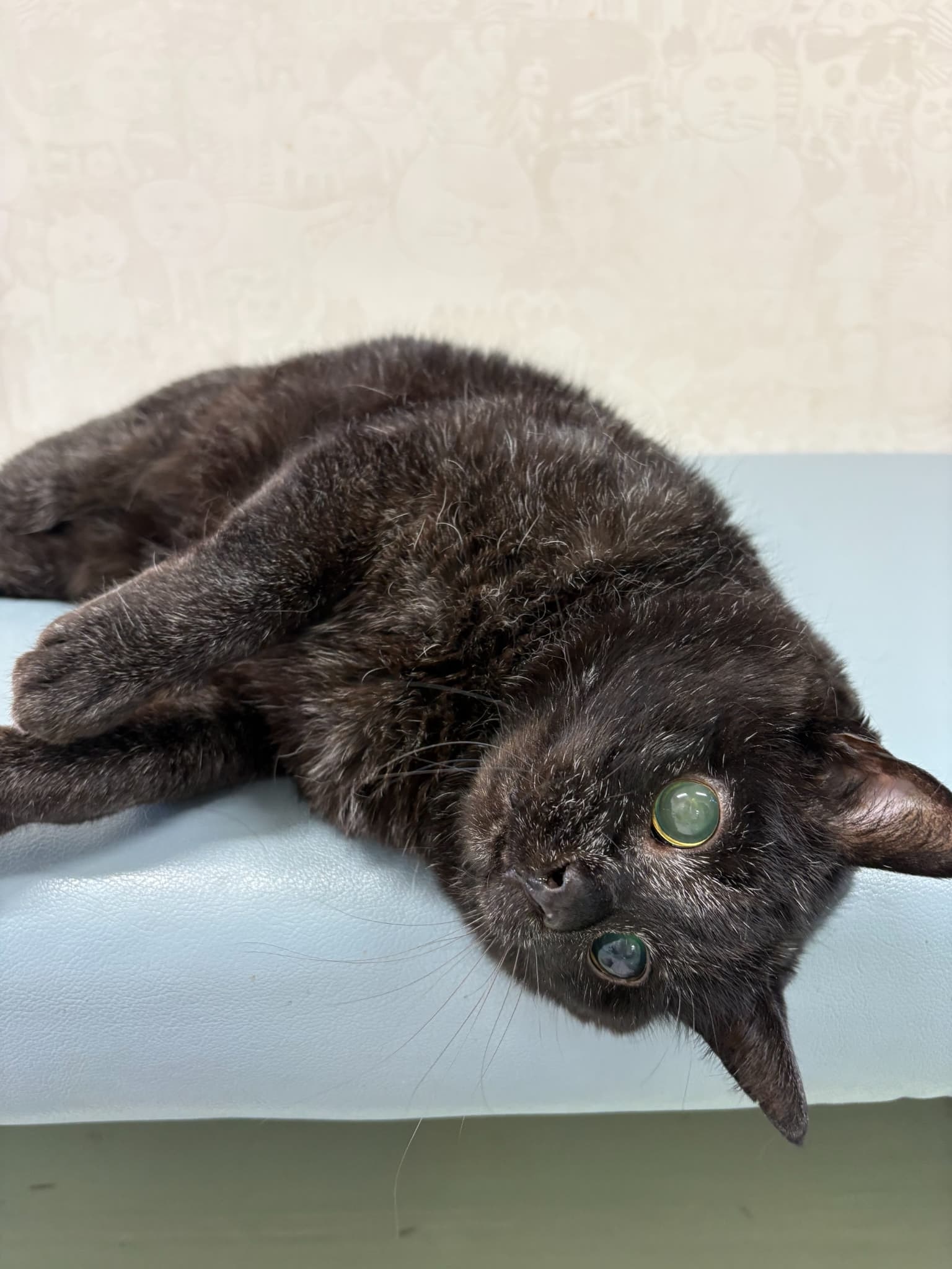 看板猫 くろ院長