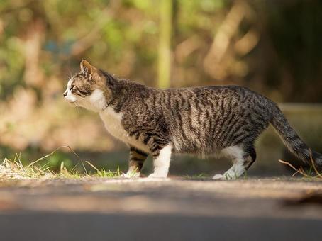 SFTSに関する注意喚起のイメージ
